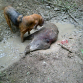 Deviata úspešná dohľadávka v roku