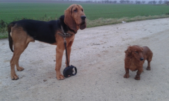 Ranná vychádzka v poliach