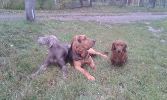 Tri plemená na vychádzke :-D