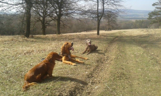So psami je v revíri najlepšie