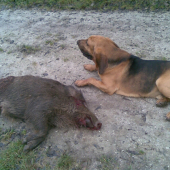 Úspešná dohľadávka