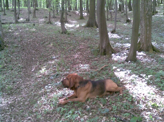 Posliedka s bloodhoundom v lesoch Záhoria