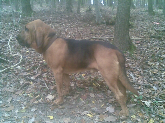 bloodhound