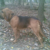 bloodhound