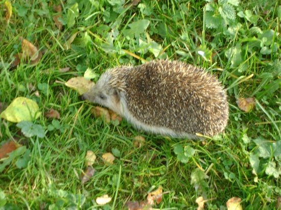 ježko
