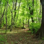 Les v plnej v kráse