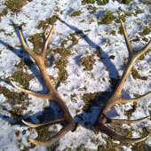 nepravidelný 12-torák