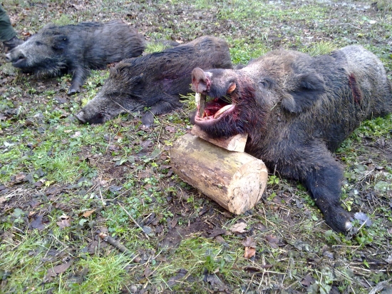 spoločná poľovačka