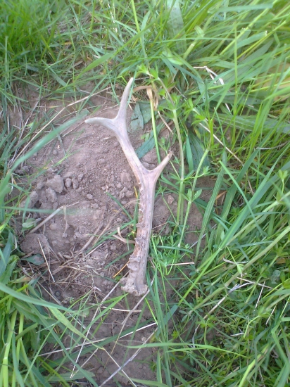 výsledok včerajšej prechádzky