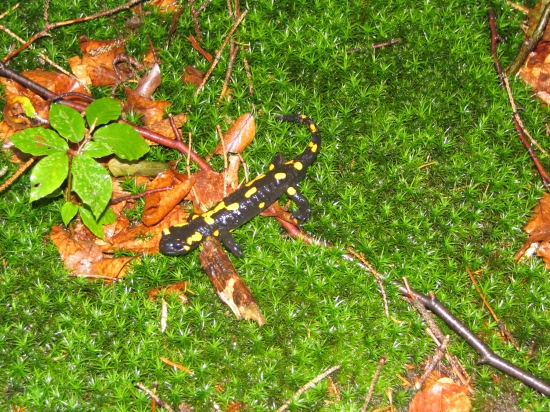 salamandra škvrnita