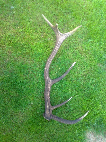 minuloročny dvanastorak