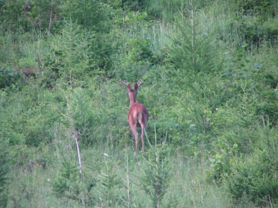 jeleň