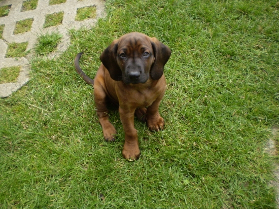 Edo z Pučikovho dvora