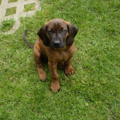 Edo z Pučikovho dvora