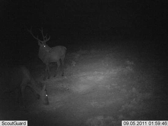 desatorak s jelenicu