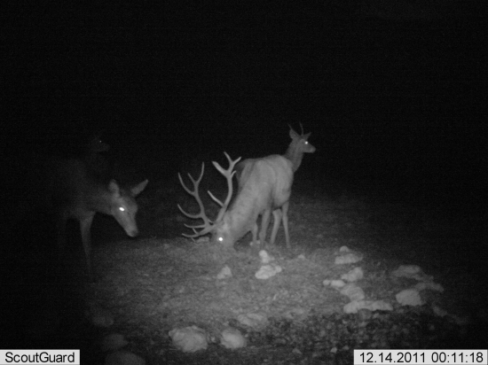 nepravidelný 16-torák