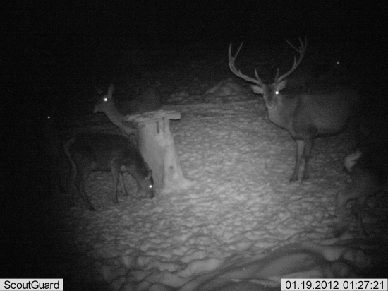 Vrátil sa aj tento rok ID119276,ID112563