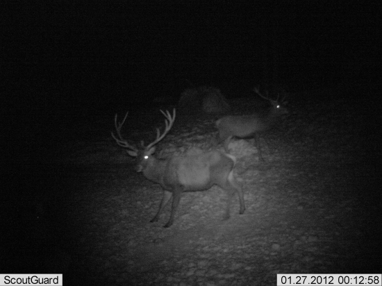 dvanastorak a desatorak