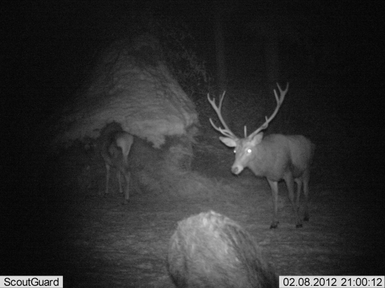 nepravidelný 12-torák