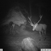 nepravidelný 12-torák