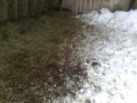 Dnešný dvanastorák