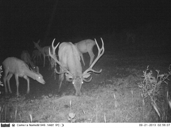 nepravidelný dvanastorák