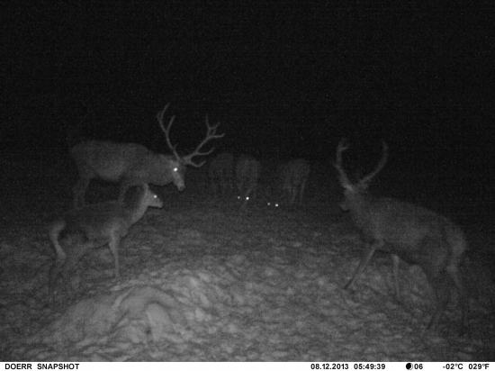 nepravidelný dvanastorák