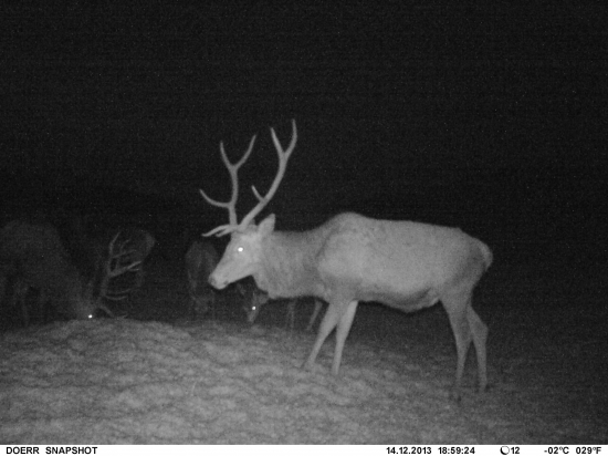 osmorák s krivými očníkmi