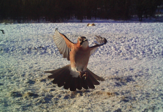 Sojka škriekavá (Garrulus glandarius)