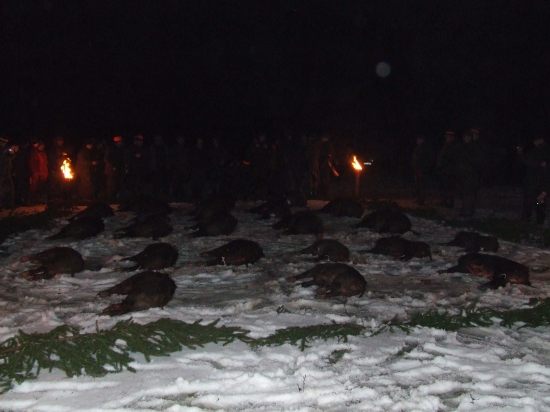 Spoločná poľovačka na diviaky - Buják (Maďarsko)