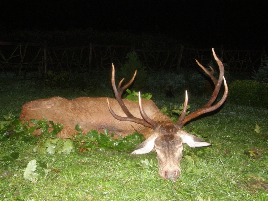 Úlovok jeleňa z Maďarska