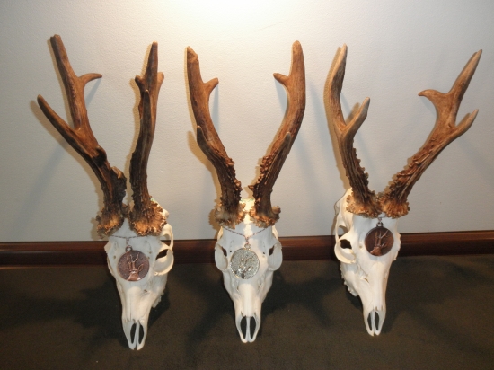 Srnce z Maďarska (ruja)