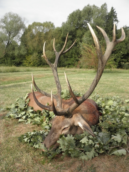 Jeden z maďarských