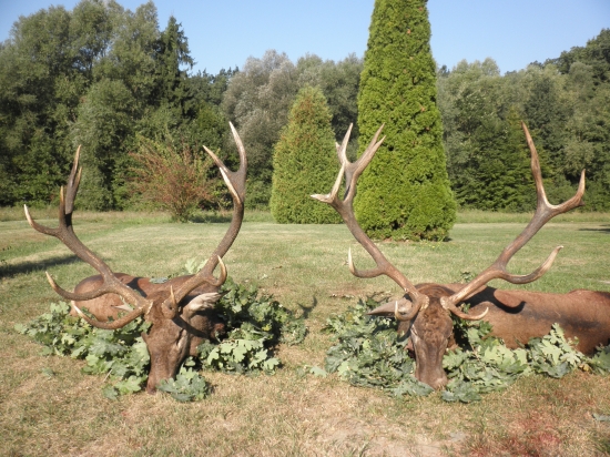 Dva zlaté jelene z Maďarska