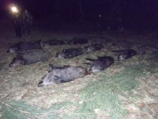 Spoločná poľovačka na diviaky - Nagyoroszi 27.11.2011