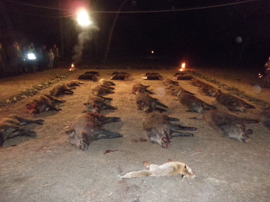 Spoločná poľovačka na diviaky a danieliu zver