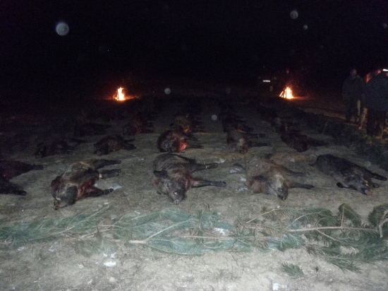 Spoločná poľovačka na diviaky