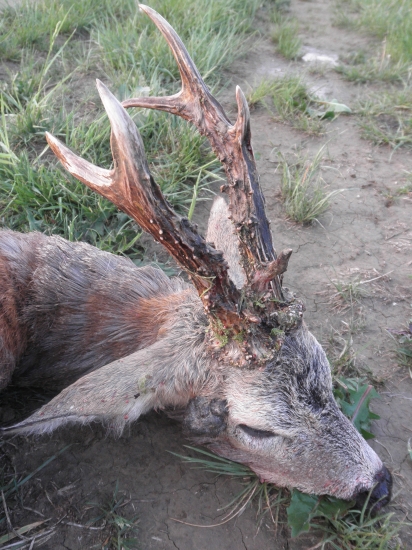 Zlatý srnec z Maďarska