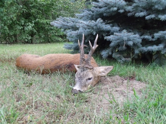 Zlatý srnec z Maďarska