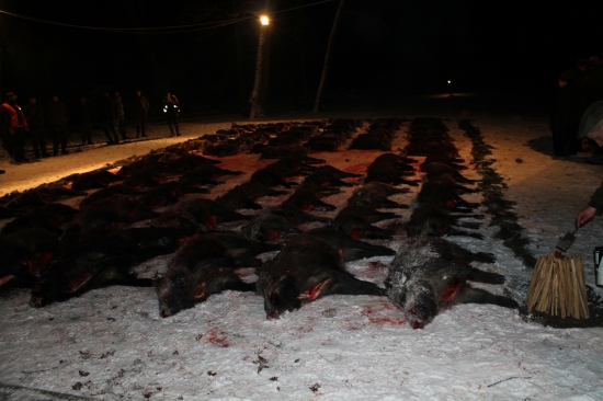 Spoločná poľovačka na diviaky a danieliu zver