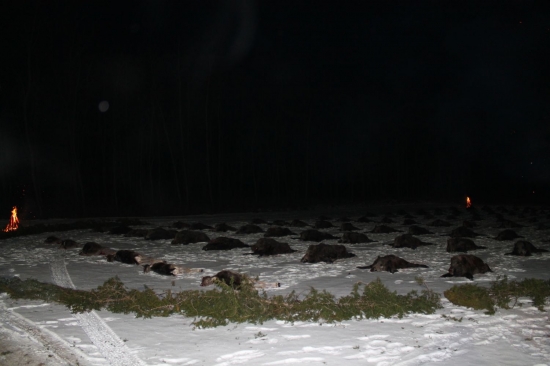 Spoločná poľovačka na diviaky