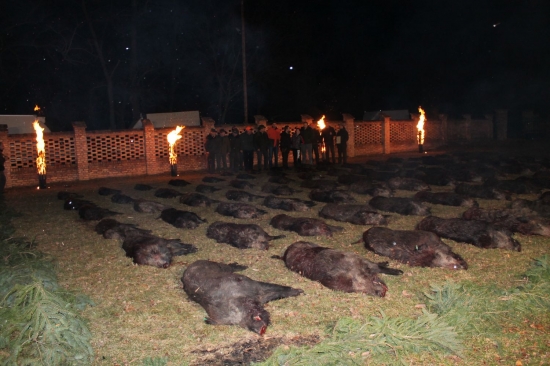 Poľovačka na diviaky v Bólyi