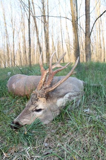 Strieborná raritka z Maďarska