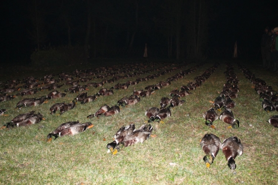 Poľovačka na divé kačice