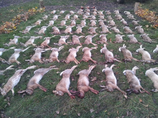 Na zajace v Maďarsku