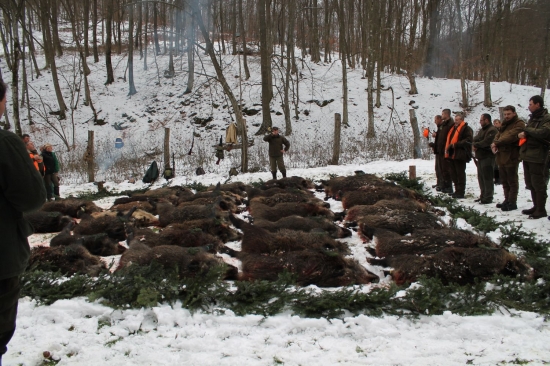 Spoločná poľovačka na diviaky