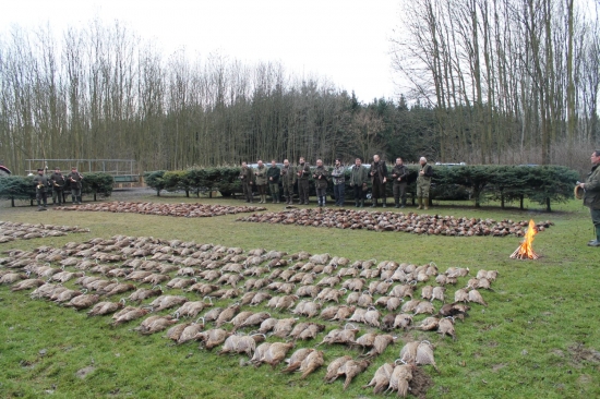 Poľovačka na bažanty