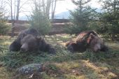 Medvede z Rumunska