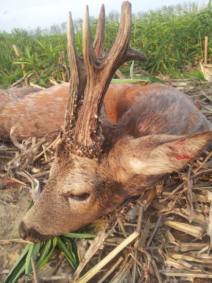 Túto jar najsilnejší