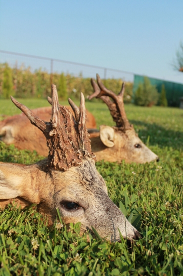 Starigáň z Maďarska